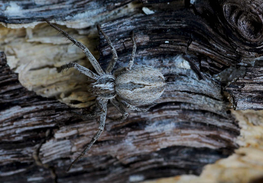 Thanatus sp. - Gargano (FG)